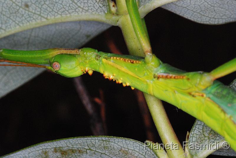 Rhaphiderus spiniger 02.JPG